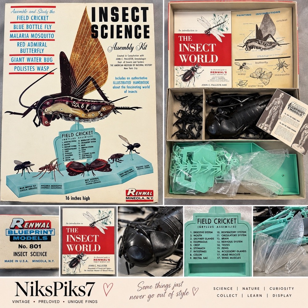 Vintage 1960 Renwal Insect Science Kit #801 Field Cricket Model Educational